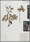 Foto von Salix athabascensis Raup